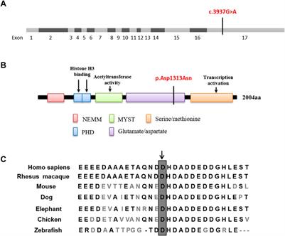 Clinical manifestations and genetic analysis of a newborn with Arboleda−Tham syndrome